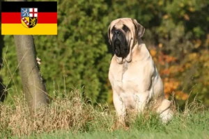 Read more about the article Mastiff tenyésztők és kölykök Saar-vidéken