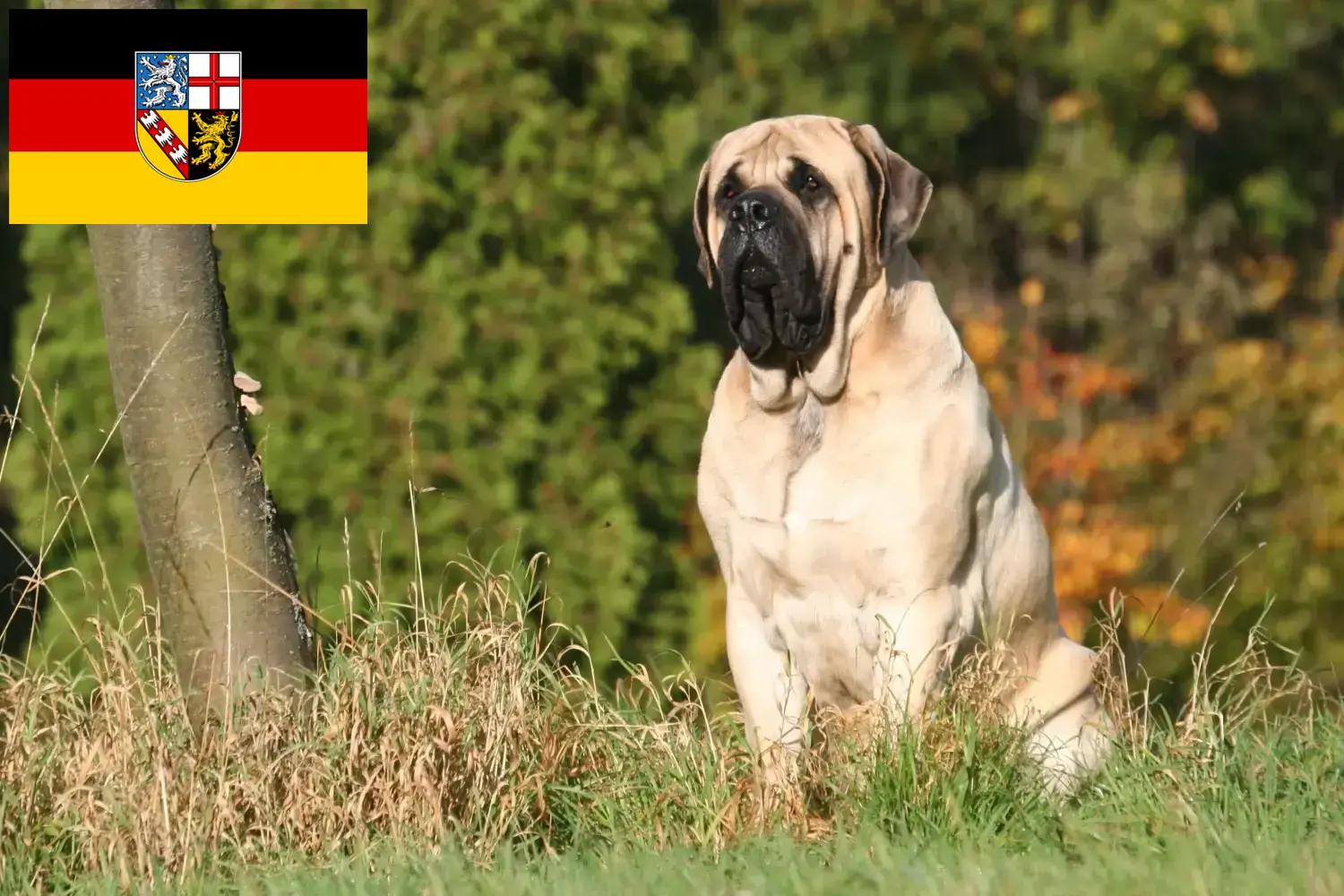 Mastiff kölyökkutyák és tenyésztők Saar-vidék Itt megtalálhatja a Saar-vidéki masztiff tenyésztőket.