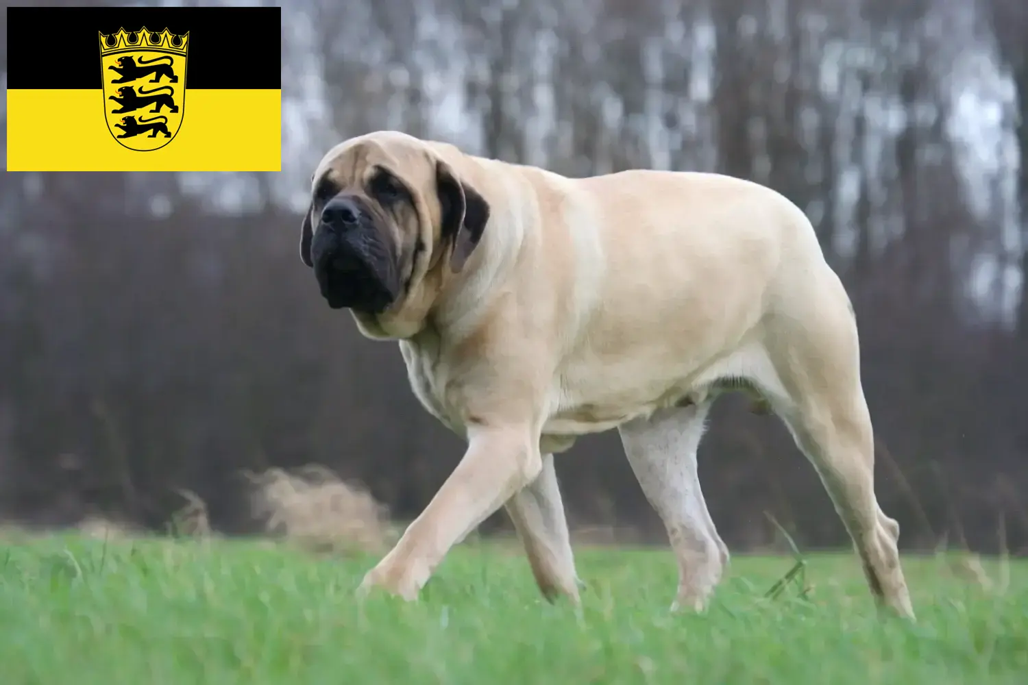 Mastiff kölyökkutyák és tenyésztők Baden-Württembergben Itt talál masztiff tenyésztőket Baden-Württembergben.