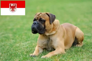 Read more about the article Mastiff tenyésztők és kölykök Brandenburgban