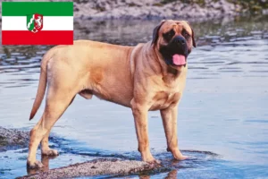 Read more about the article Mastiff tenyésztők és kölykök Észak-Rajna-Vesztfália területén