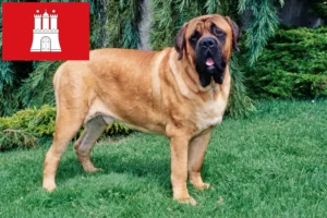 Read more about the article Mastiff tenyésztők és kölykök Hamburgban
