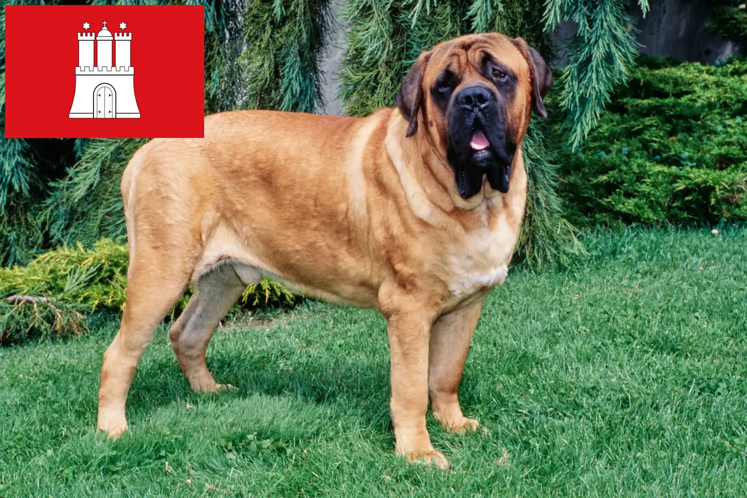 Mastiff kölyökkutyák és tenyésztők Hamburg Itt megtalálja a hamburgi masztiff tenyésztőket.