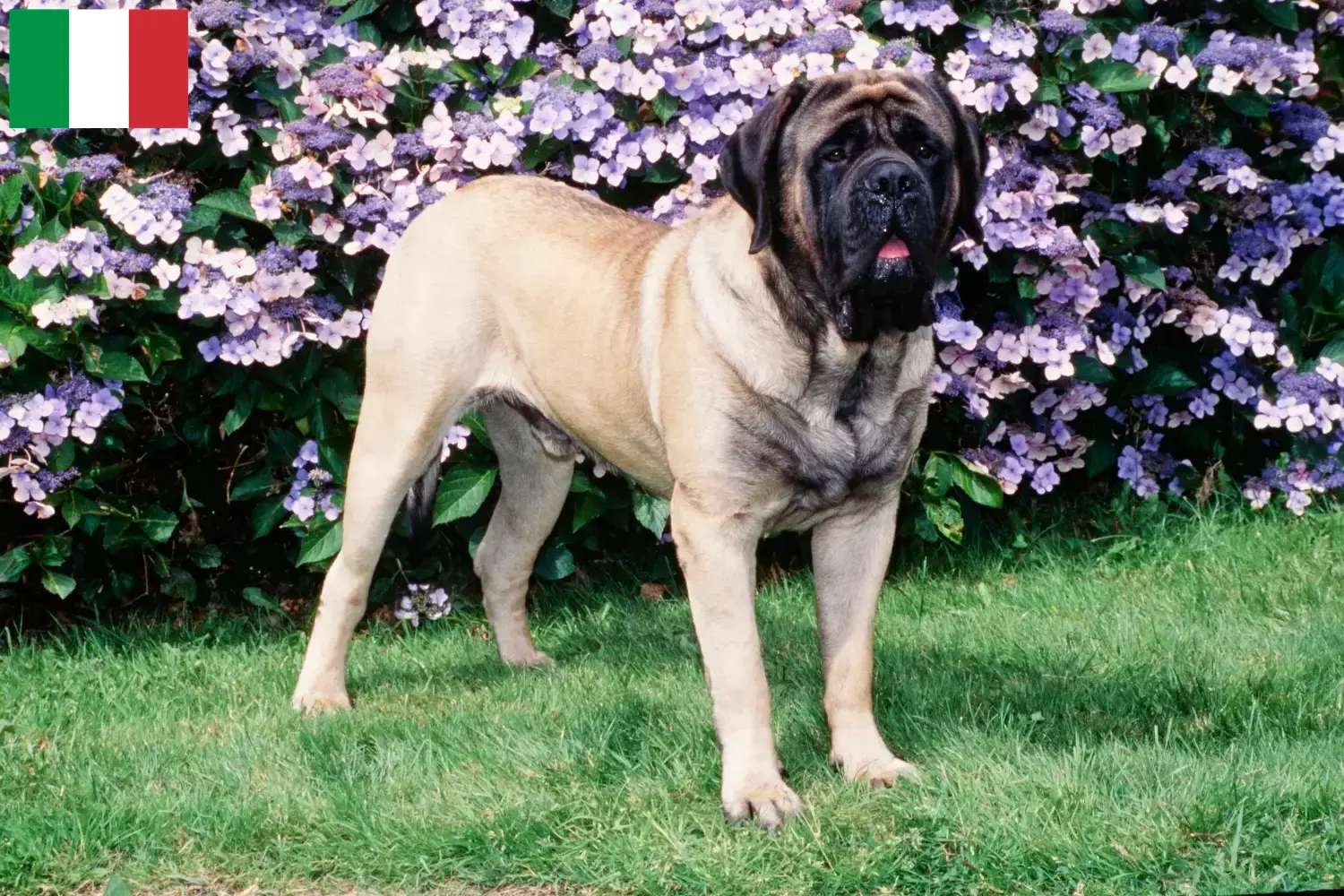 Mastiff kölykök és tenyésztők Olaszországban Itt találhat masztiff tenyésztőket Olaszországban.