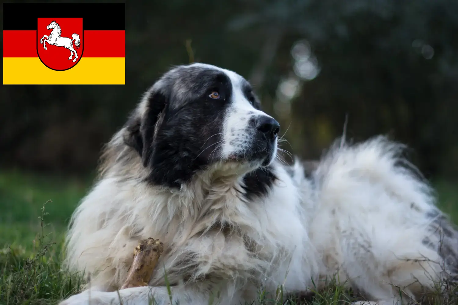 Read more about the article Mastín del Pirineo tenyésztők és kiskutyák Alsó-Szászországban