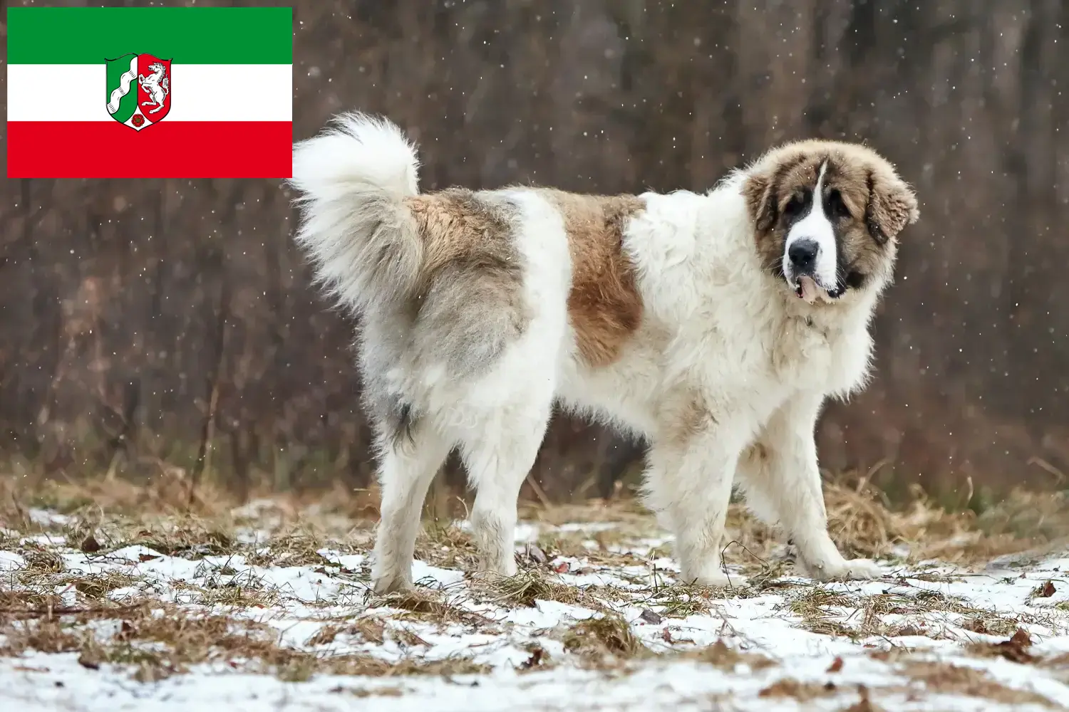 Mastín del Pirineo kölyökkutyák és tenyésztők Észak-Rajna-Vesztfália Itt megtalálja a Mastín del Pirineos tenyésztőket Észak-Rajna-Vesztfáliában.