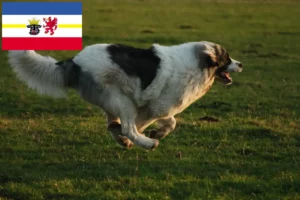 Read more about the article Mastín del Pirineo tenyésztők és kiskutyák Mecklenburg-Elő-Pomeránia tartományban