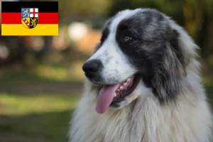 Read more about the article Mastín del Pirineo tenyésztők és kiskutyák Saarlandban