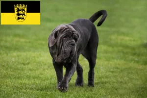 Read more about the article Mastino Napoletano tenyésztők és kölykök Baden-Württembergben