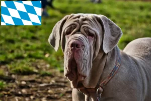 Read more about the article Mastino Napoletano tenyésztők és kiskutyák Bajorországban