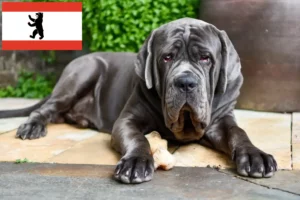 Read more about the article Mastino Napoletano tenyésztők és kölykök Berlinben