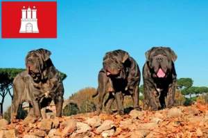 Read more about the article Mastino Napoletano tenyésztők és kölykök Hamburgban