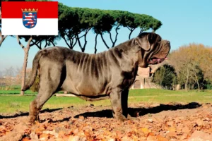 Read more about the article Mastino Napoletano tenyésztők és kölykök Hessenben