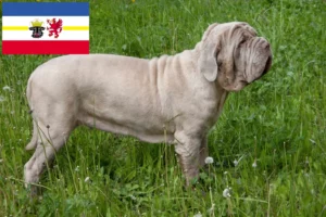 Read more about the article Mastino Napoletano tenyésztők és kölykök Mecklenburg-Vorpommernben