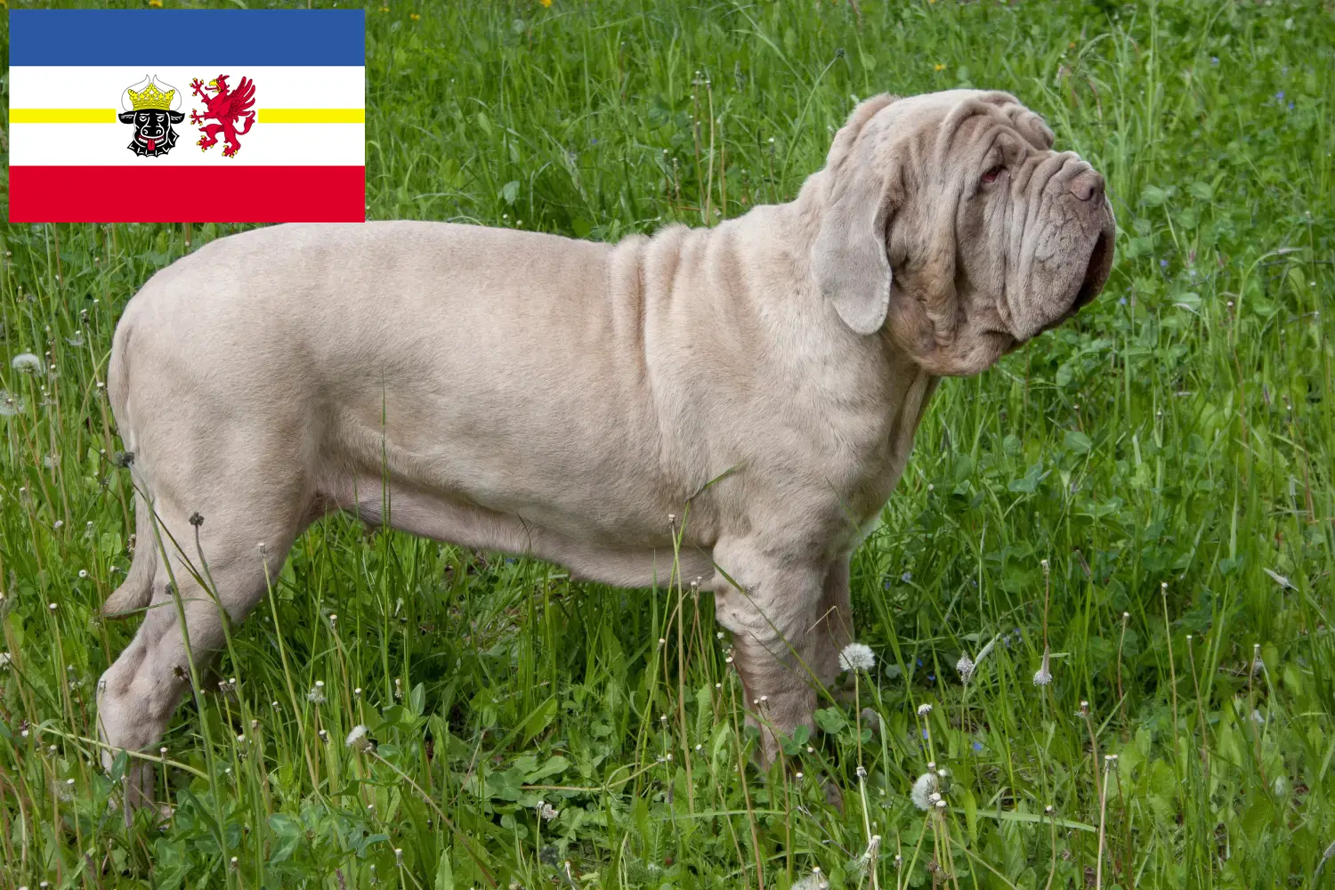 Read more about the article Mastino Napoletano tenyésztők és kölykök Mecklenburg-Vorpommernben