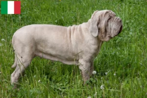 Read more about the article Mastino Napoletano tenyésztők és kölykök Olaszországban
