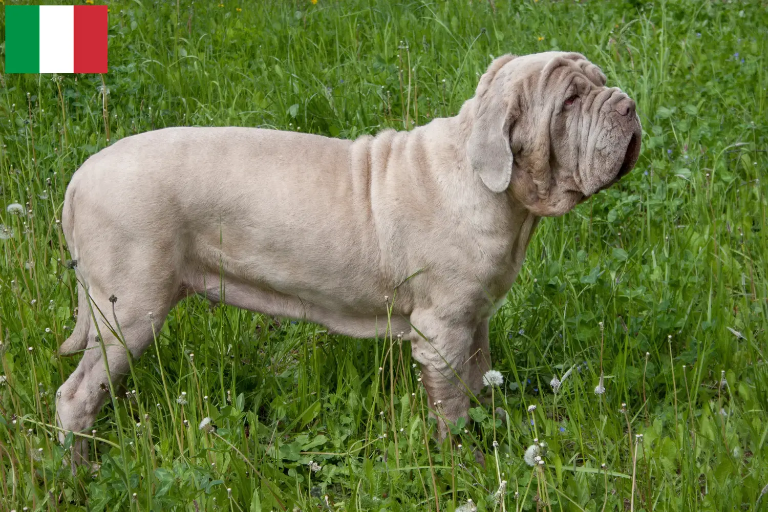 Mastino Napoletano kiskutyák és tenyésztők Olaszország Itt találhat Mastino Napoletanos tenyésztőket Olaszországban.