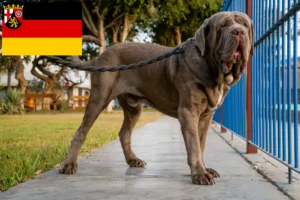 Read more about the article Mastino Napoletano tenyésztők és kiskutyák Rajna-vidék-Pfalzban