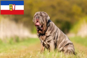 Read more about the article Mastino Napoletano tenyésztők és kölykök Schleswig-Holstein tartományban