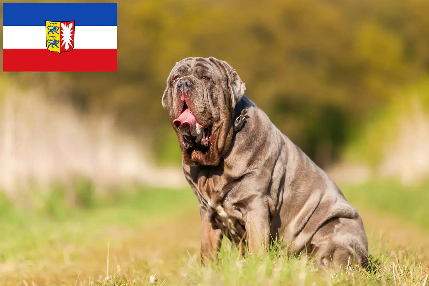 Mastino Napoletano kölyökkutyák és tenyésztők Schleswig-Holstein Itt találhat Mastino Napoletanos tenyésztőket Schleswig-Holsteinben.