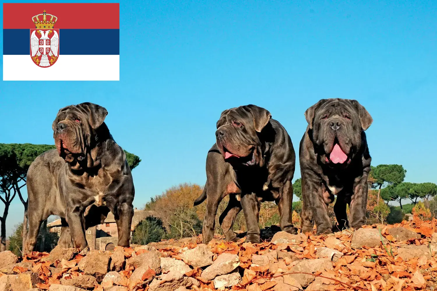 Mastino Napoletano kiskutyák és tenyésztők Szerbia Itt találhat Mastino Napoletanos tenyésztőket Szerbiában.