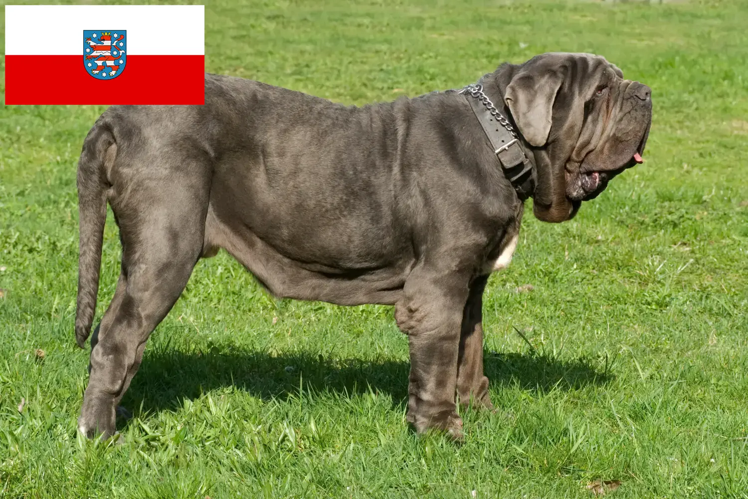 Read more about the article Mastino Napoletano tenyésztők és kölykök Türingiában