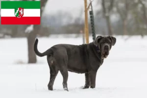 Read more about the article Mastino Napoletano tenyésztők és kiskutyák Észak-Rajna-Vesztfália területén