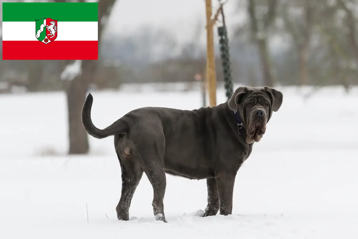Mastino Napoletano kiskutyák és tenyésztők Észak-Rajna-Vesztfália Itt talál Mastino Napoletanos tenyésztőket Észak-Rajna-Vesztfália területén.