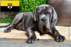 Read more about the article Mastino Napoletano tenyésztők és kölykök Szász-Anhaltban