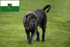 Read more about the article Mastino Napoletano tenyésztők és kölykök Szászországban