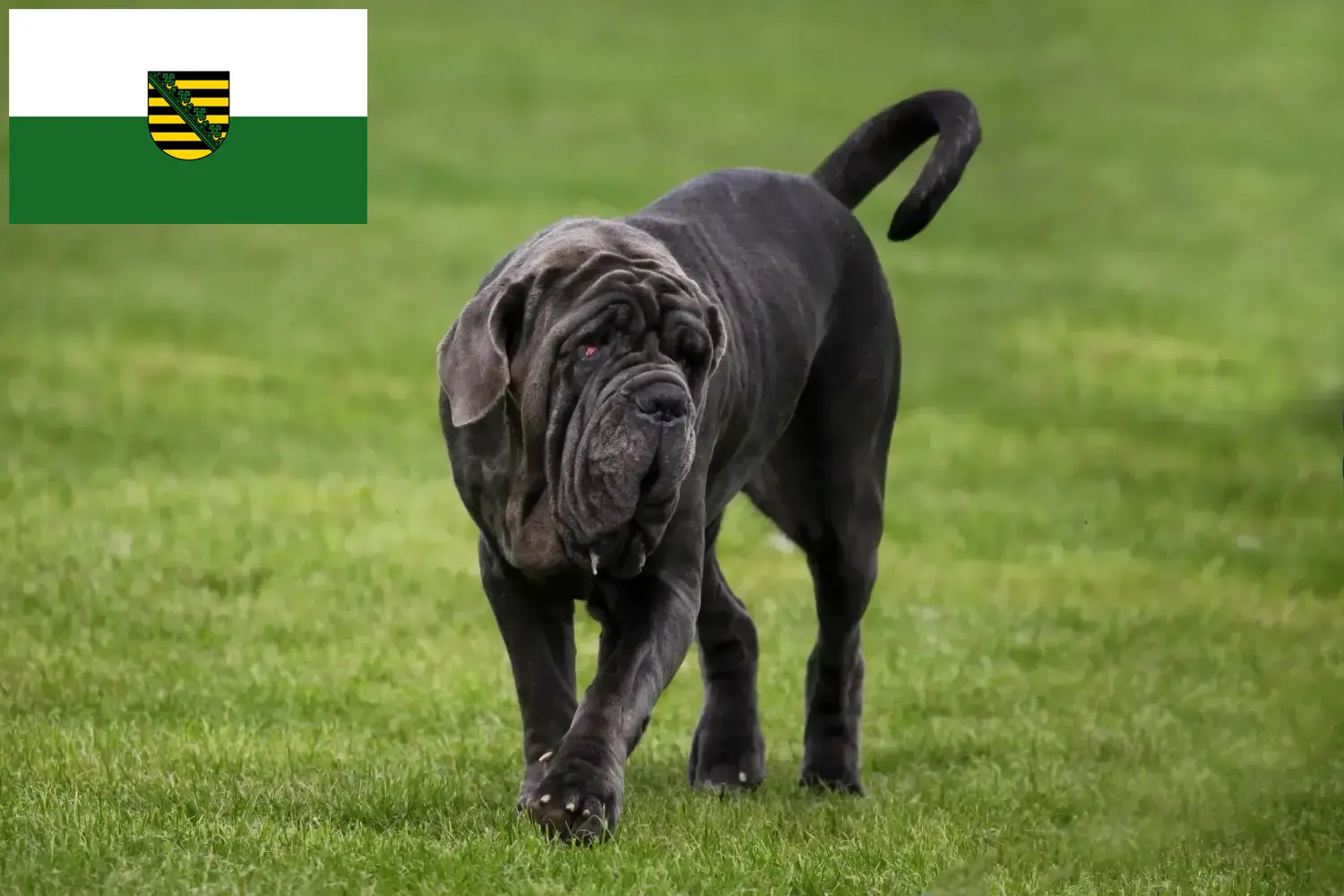 Read more about the article Mastino Napoletano tenyésztők és kölykök Szászországban