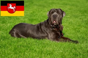 Read more about the article Mastino Napoletano tenyésztők és kiskutyák Alsó-Szászországban