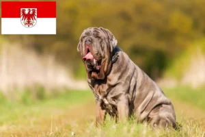 Read more about the article Mastino Napoletano tenyésztők és kölykök Brandenburgban