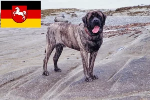 Read more about the article Mastiff tenyésztők és kölykök Alsó-Szászországban