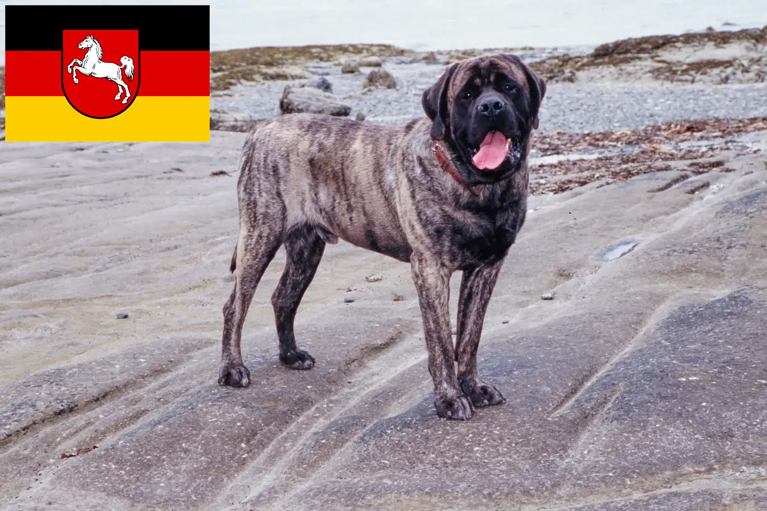Mastiff kölyökkutyák és tenyésztők Alsó-Szászország Itt találhat masztiff tenyésztőket Alsó-Szászországban.