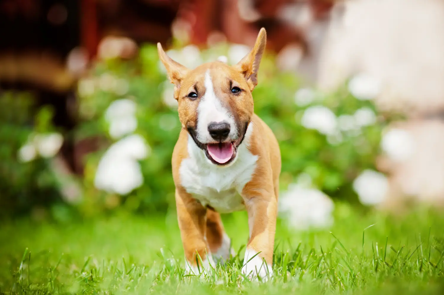 Egy miniatűr bullterrier kölyökkutya megvásárlása felelősségvállalást jelent! Vásároljon miniatűr bullterrier kiskutyákat.