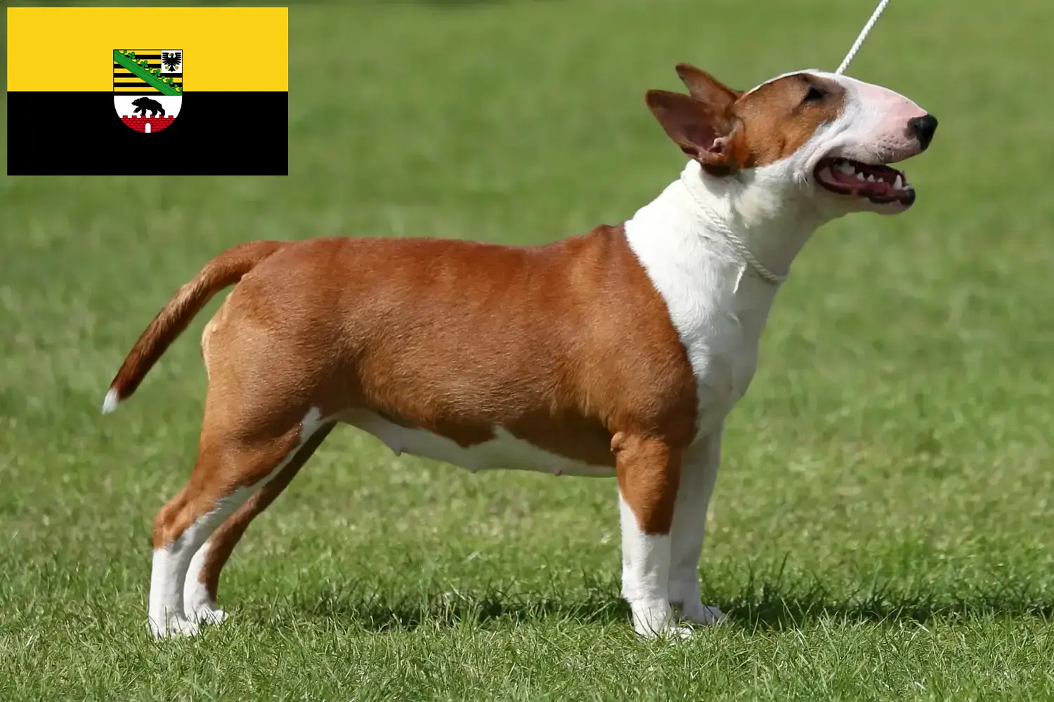Miniature Bullterrier kiskutyák és tenyésztők Szász-Anhalt tartományban Itt találsz miniatűr bullterrier tenyésztőket Szász-Anhaltban.