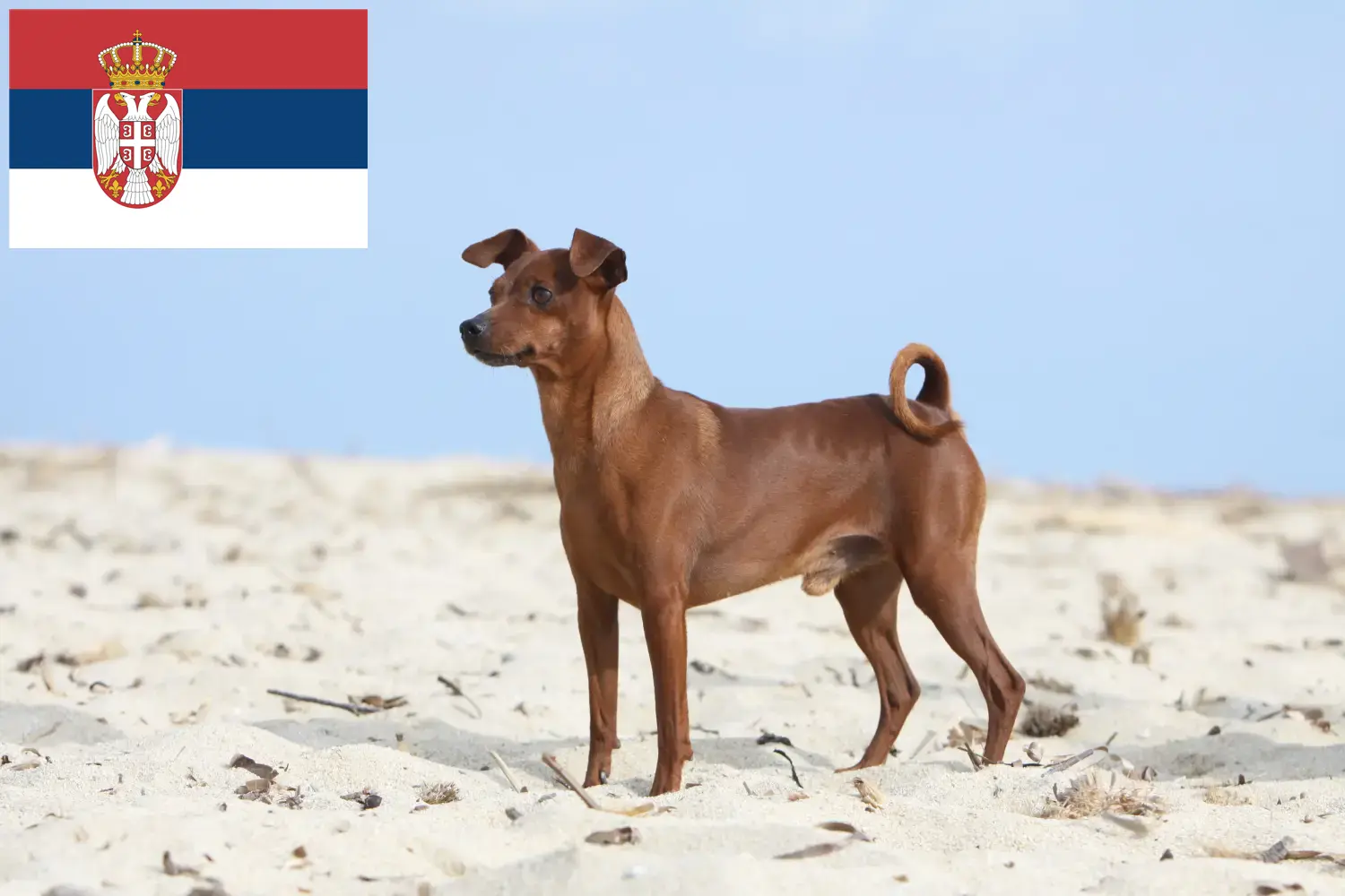 Miniature Pinscher kölykök és tenyésztők Szerbia Itt találhat miniatűr pinscher tenyésztőket Szerbiában.