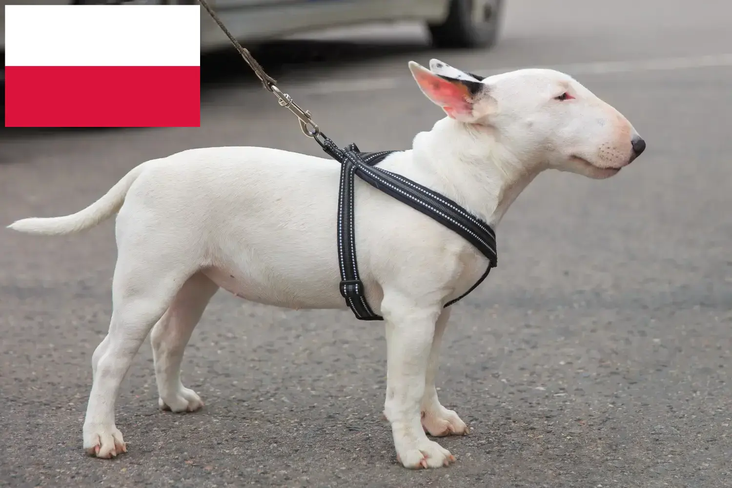 Miniature Bull Terrier kiskutyák és tenyésztők Lengyelország Keress miniatűr bullterrier tenyésztőket Lengyelországban.
