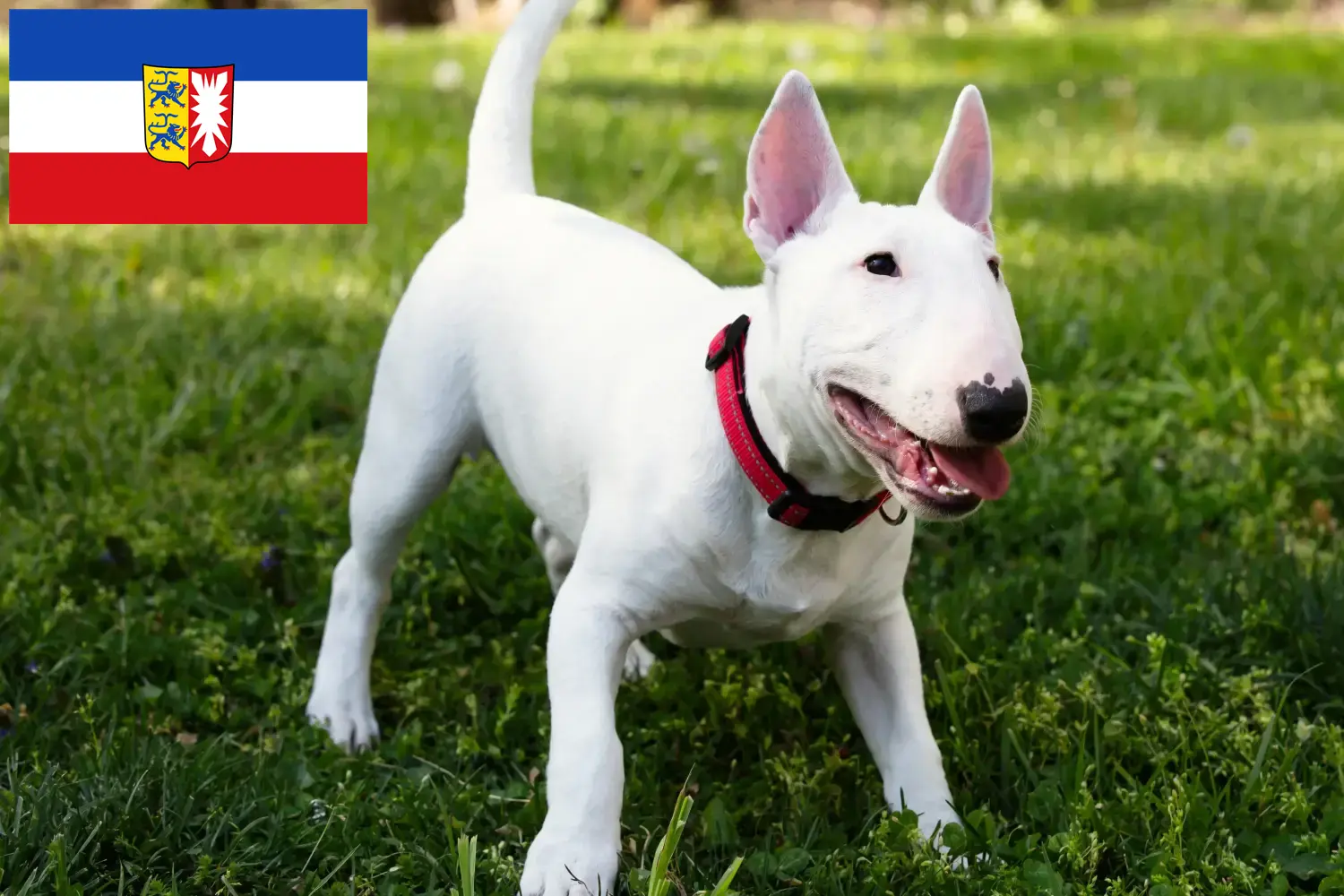 Read more about the article Miniature Bull Terrier tenyésztők és kiskutyák Schleswig-Holstein tartományban