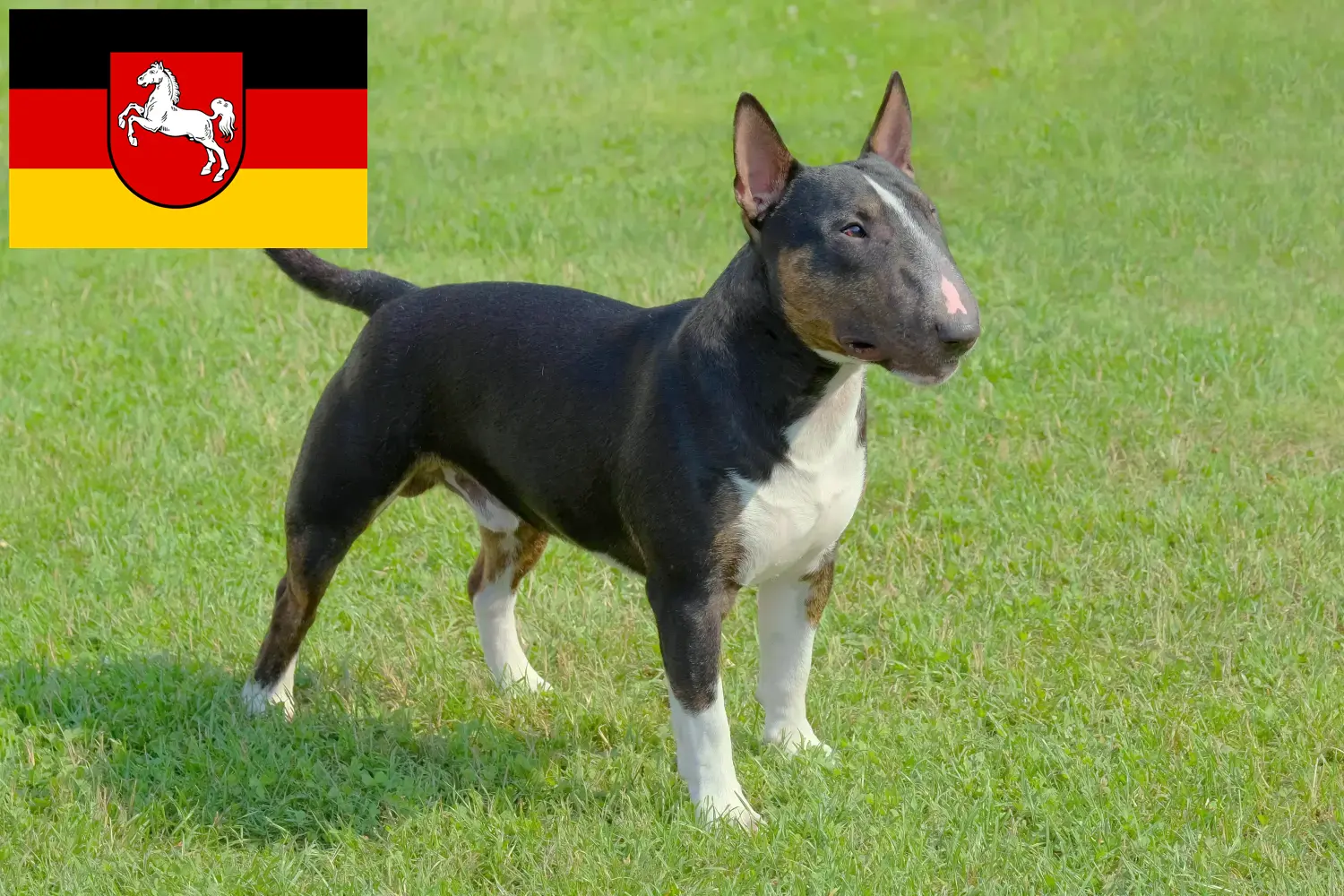 Miniature Bullterrier kiskutyák és tenyésztők Alsó-Szászország Itt találhat miniatűr bullterrier tenyésztőket Alsó-Szászországban.