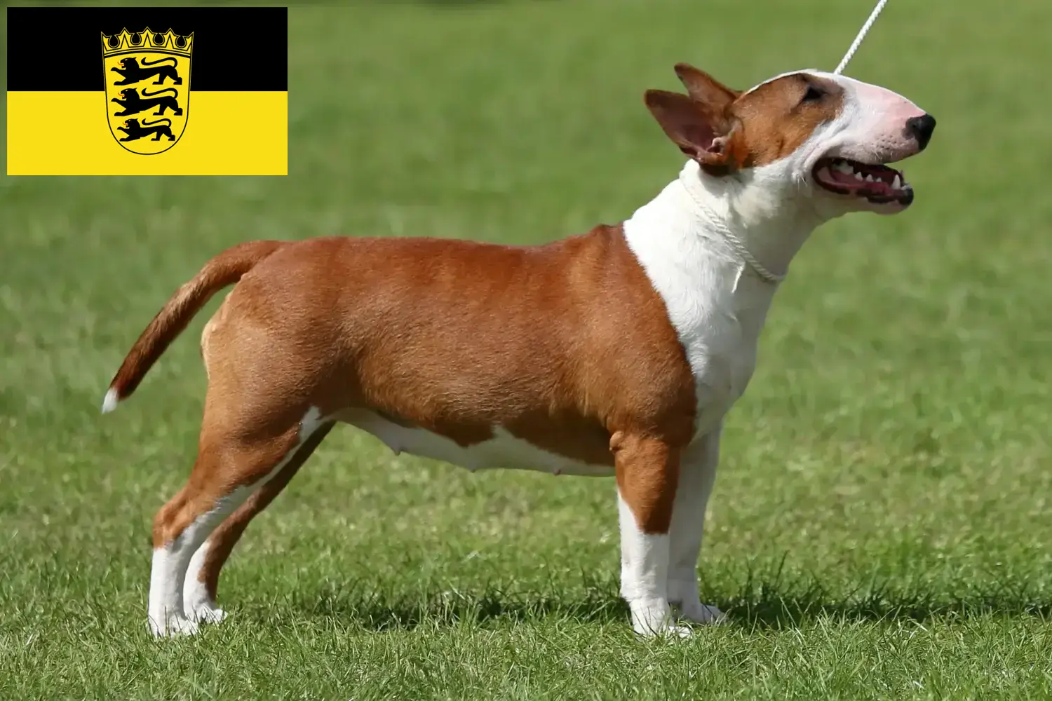 Miniature Bullterrier kiskutyák és tenyésztők Baden-Württemberg tartományban Itt találhat miniatűr bullterrier tenyésztőket Baden-Württembergben.