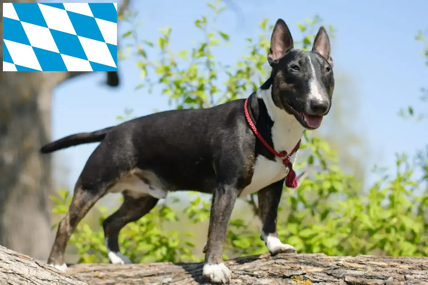 Miniature Bull Terrier kiskutyák és tenyésztők Bajorország Itt találhat miniatűr bullterrier tenyésztőket Bajorországban.