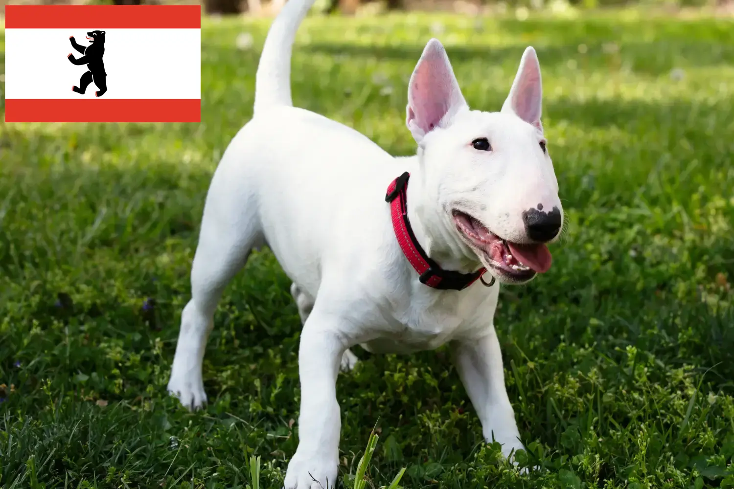 Miniature Bull Terrier kölykök és tenyésztők Berlin Itt találhat miniatűr bullterrier tenyésztőket Berlinben.
