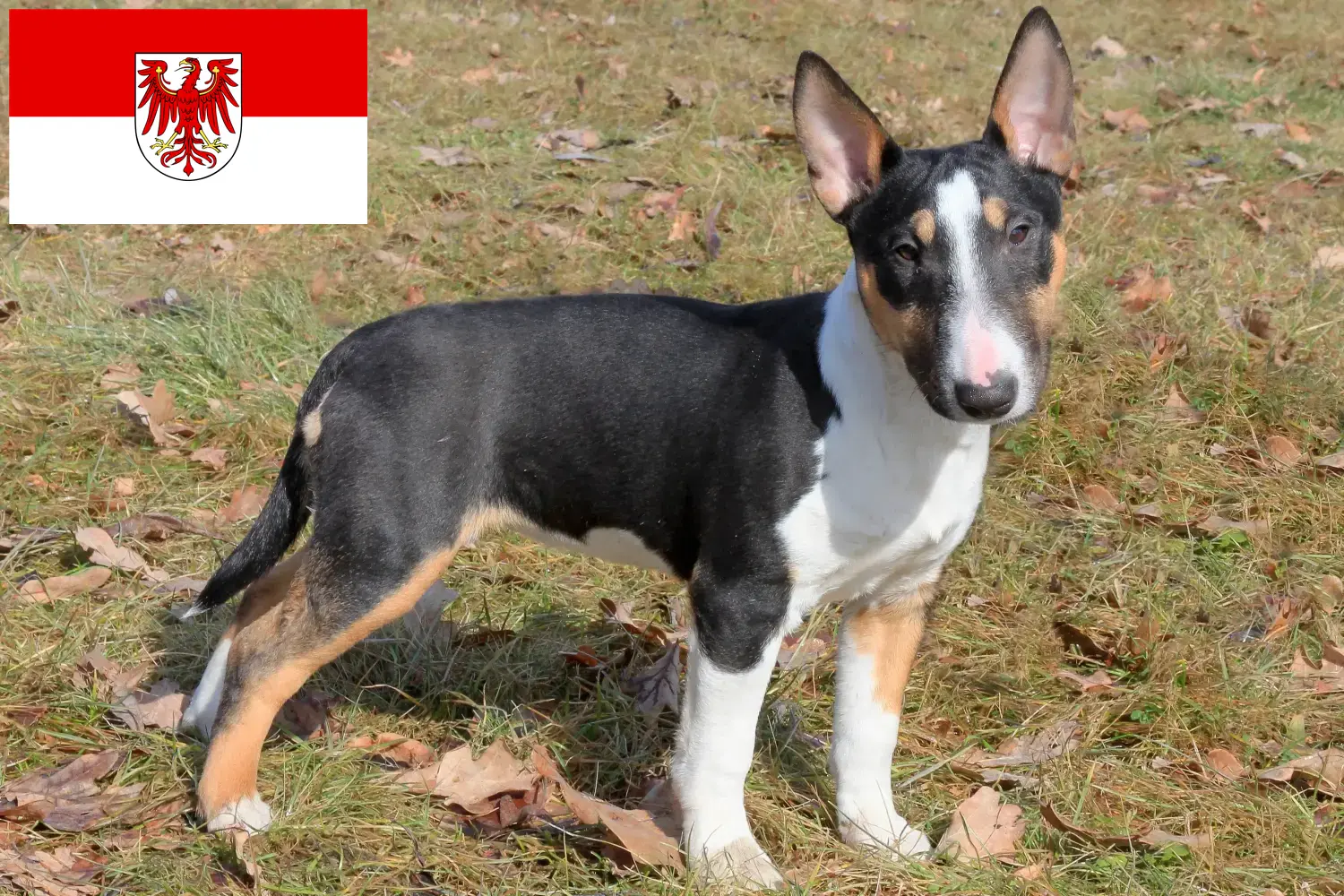 Miniature Bull Terrier kölykök és tenyésztők Brandenburg Itt találhat miniatűr bullterrier tenyésztőket Brandenburgban.