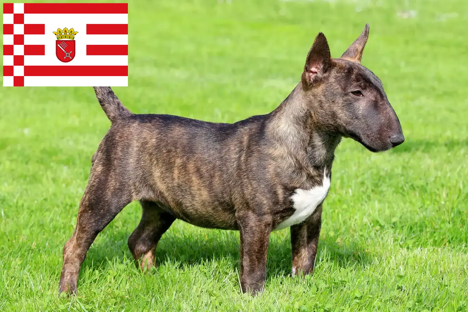 Miniature Bull Terrier kiskutyák és tenyésztők Bremen Keress miniatűr bullterrier tenyésztőket Bréma területén.