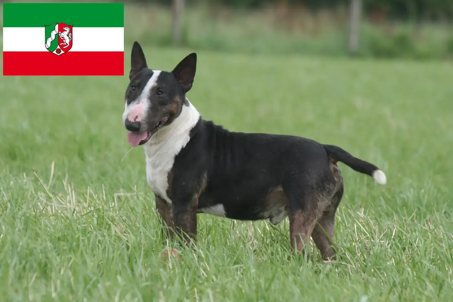 Miniature Bull Terrier kölykök és tenyésztők Észak-Rajna-Vesztfália Itt találhat miniatűr bullterrier tenyésztőket Észak-Rajna-Vesztfália területén.