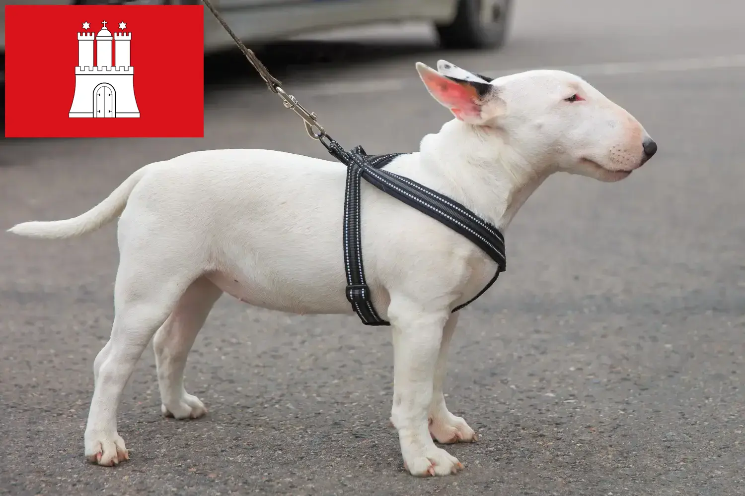 Miniature Bull Terrier kölykök és tenyésztők Hamburg Keress miniatűr bullterrier tenyésztőket Hamburg-ban.