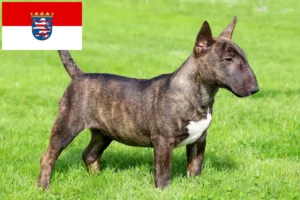 Read more about the article Miniature Bull Terrier tenyésztők és kölykök Hessenben
