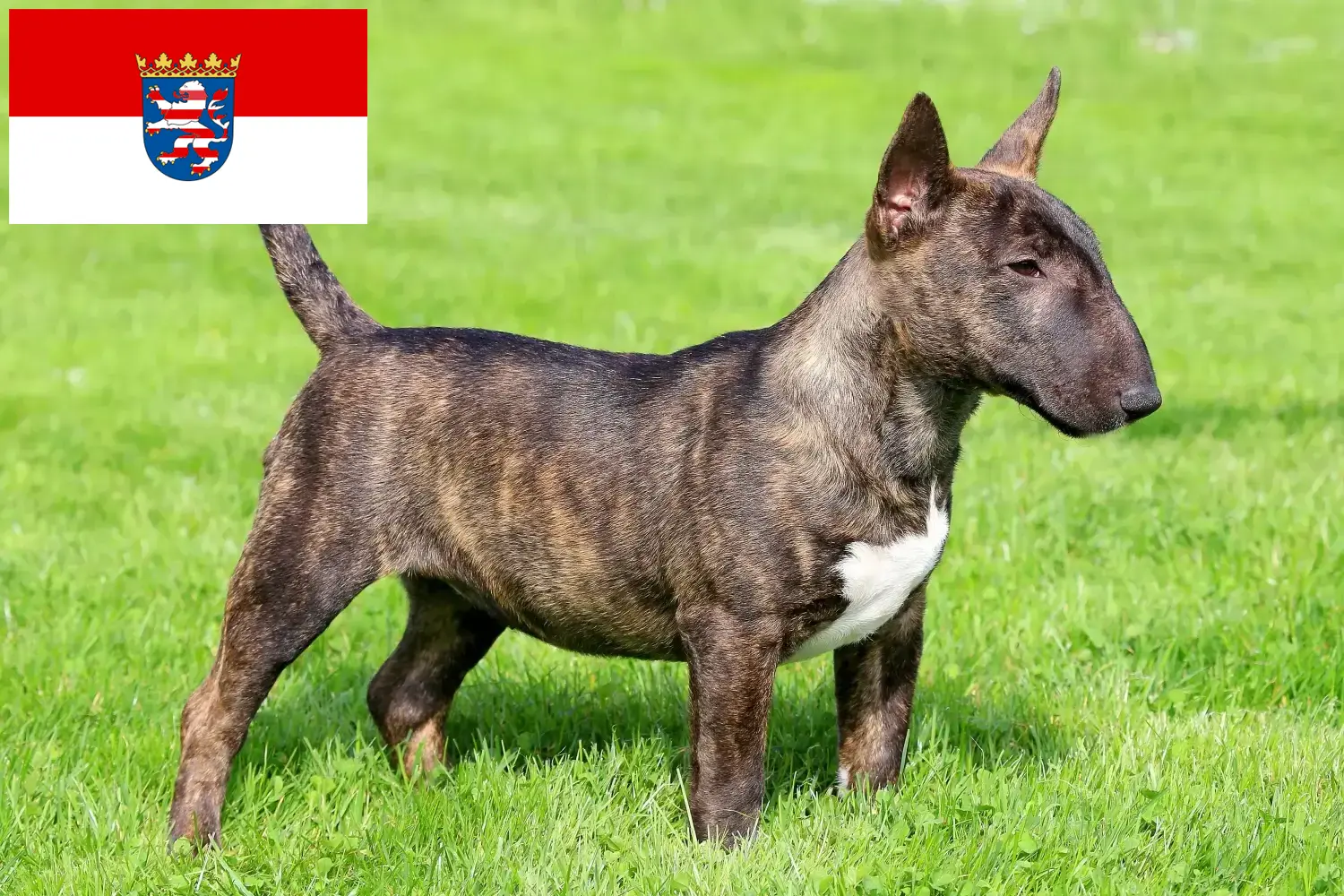 Miniature Bull Terrier kiskutyák és tenyésztők Hessen Itt találhat miniatűr bullterrier tenyésztőket Hessenben.